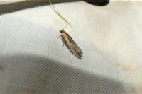 Eucosma cana