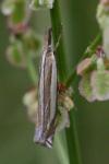 Crambus pascuella