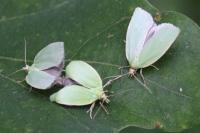 Tortrix viridana