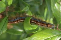 Malacosoma neustria