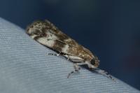 Assara terebrella