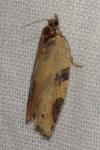 Clepsis spectrana