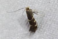 Callisto denticulella
