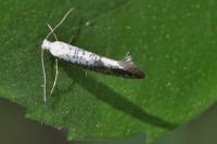 Argyresthia retinella