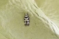Pseudotelphusa scalella