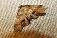 Plagodis dolabraria