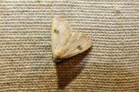 Rivula sericealis