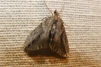 Thera cupressata