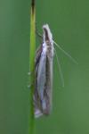 Crambus pascuella