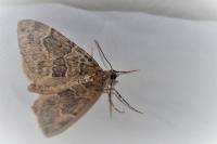 Thera britannica