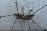 Monopis laevigella