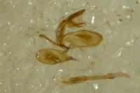 Monopis laevigella