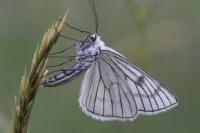 Siona lineata