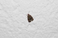 Celypha lacunana