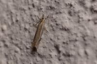 Crambus pascuella