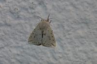 Spilosoma lubricipeda