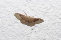 Idaea degeneraria