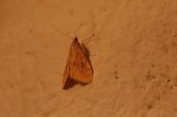 Ostrinia nubilalis/scapulalis