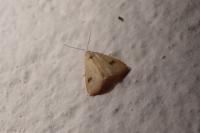 Rivula sericealis