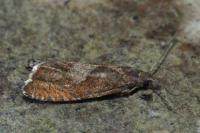 Dichrorampha acuminatana