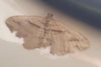 Costaconvexa polygrammata