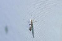 Argyresthia spinosella