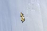 Phalonidia manniana