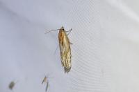 Eucosma cana