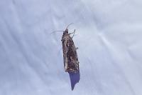 Endothenia quadrimaculana
