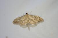 Anania lancealis