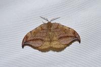 Drepana curvatula