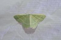 Chlorissa viridata