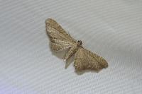 Eupithecia valerianata