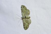 Pasiphila rectangulata