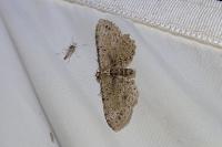 Anticollix sparsata