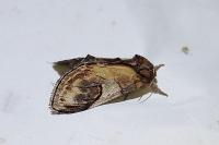 Notodonta ziczac