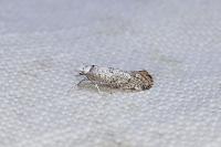 Paraswammerdamia albicapitella