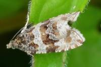 Orthotaenia undulana