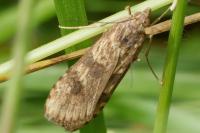 Nomophila noctuella