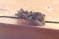 Autographa gamma