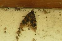 Aglossa caprealis