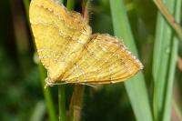 Camptogramma bilineata