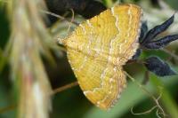 Camptogramma bilineata