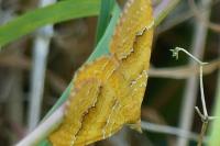 Camptogramma bilineata