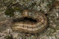 Mythimna vitellina