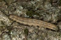 Mythimna vitellina
