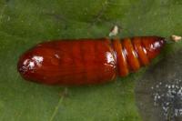 Mythimna vitellina