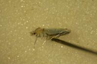 Phyllocnistis unipunctella