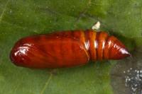 Mythimna vitellina