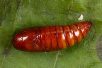 Mythimna vitellina